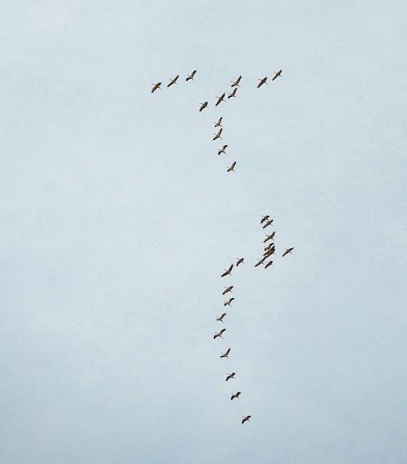 El cielo de Pamplona y su comarca vuelve a llenarse de las caprichosas formas que pintan las bandadas de grullas