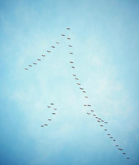 El cielo de Pamplona y su comarca vuelve a llenarse de las caprichosas formas que pintan las bandadas de grullas