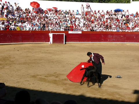 Becerrada de las fiestas de Estella el 10 de agosto de 2011