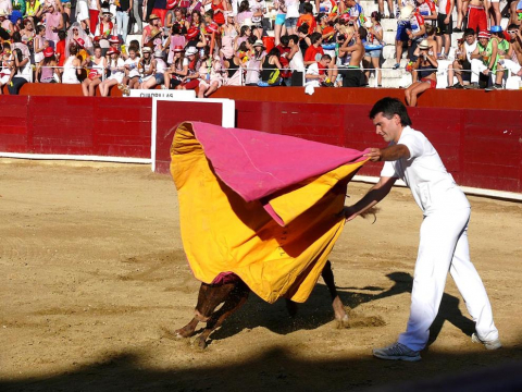 Becerrada de las fiestas de Estella el 10 de agosto de 2011