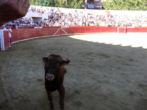 Becerrada de las fiestas de Estella el 10 de agosto de 2011