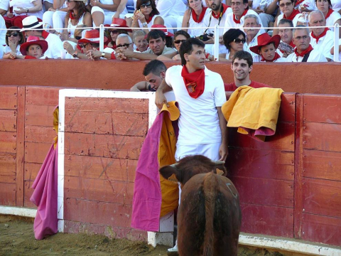 Becerrada de las fiestas de Estella el 10 de agosto de 2011