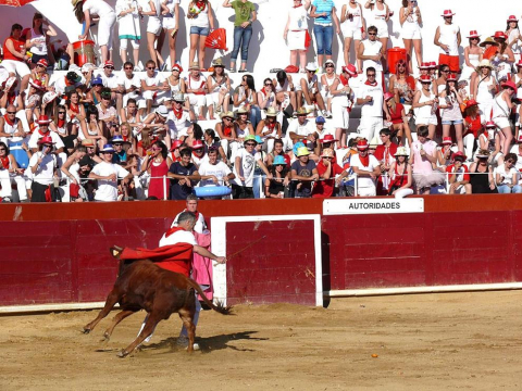 Becerrada de las fiestas de Estella el 10 de agosto de 2011