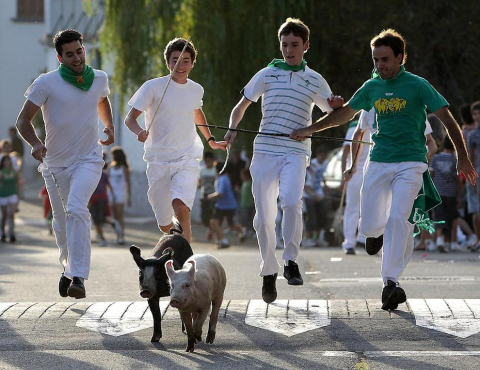 Carrera de cutos de Arazuri
