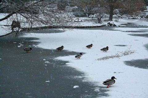 Varios lugares de Pamplona amanecen nevados este 5 de febrero
