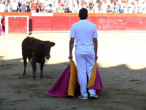 Becerrada de las fiestas de Estella el 10 de agosto de 2011