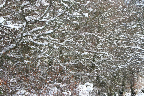 Imágenes de este fin de semana en Roncesvalles y en el valle de Aezkoa.