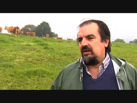 Las vacas, un peligro para la capa de ozono