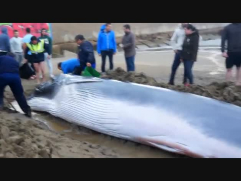 Una ballena varada espera que suba la marea para poder sobrevivir