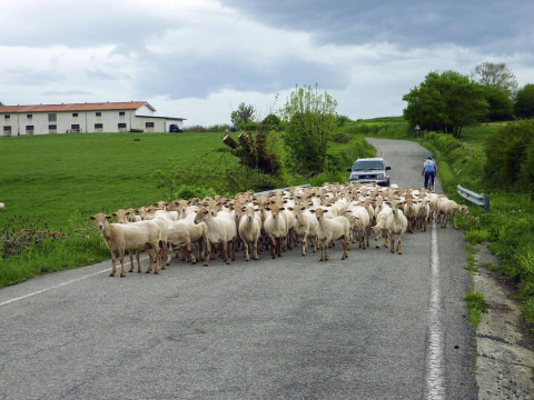 Recorrido por la Cañada de 'Los Toros' propuesto por 'Conocer Navarra'.