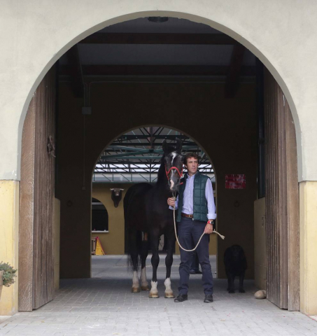 Recopilación de las últimas instantáneas del caballo en el ruedo y en su finca, con Pablo Hermoso de Mendoza