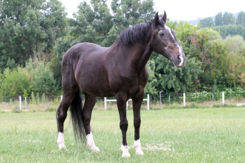 Recopilación de las últimas instantáneas del caballo en el ruedo y en su finca, con Pablo Hermoso de Mendoza