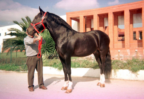 Recopilación de las últimas instantáneas del caballo en el ruedo y en su finca, con Pablo Hermoso de Mendoza
