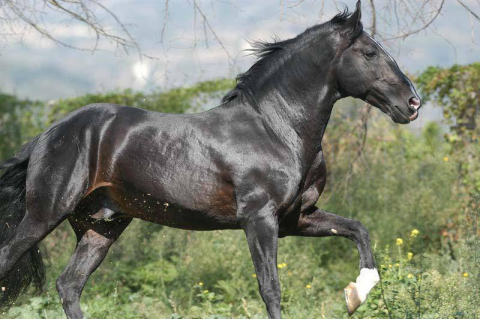 Recopilación de las últimas instantáneas del caballo en el ruedo y en su finca, con Pablo Hermoso de Mendoza