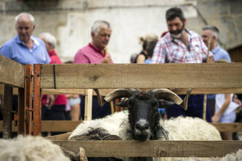 Un hotel de Pamplona paga 4.500 euros por el queso ganador del Artzai Eguna