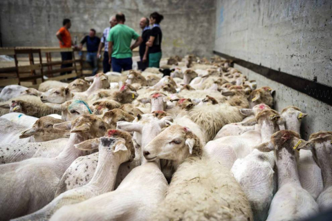Un hotel de Pamplona paga 4.500 euros por el queso ganador del Artzai Eguna