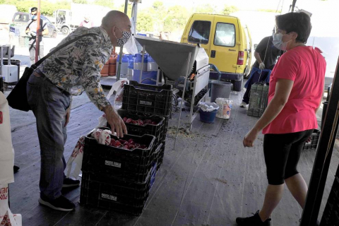 Como todos los años, la campa de la Fundación Mena de Puente la Reina desprende un olor inconfundible. Es temporada de pimiento y el tradicional mercado se ha adaptado a la pandemia
