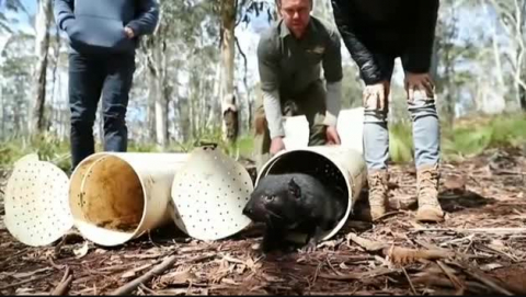 Vídeo: Chris Hemsworth y Elsa Pataky sueltan dos demonios de Tasmania