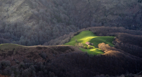 Borda