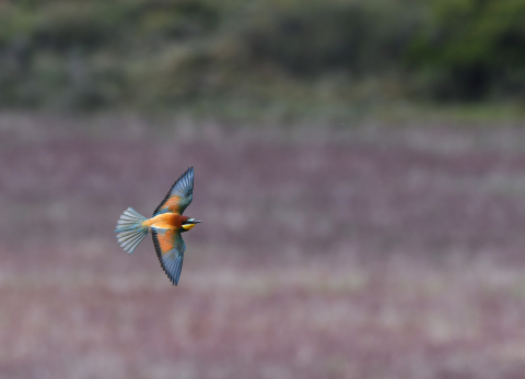 El vuelo del abejaruco