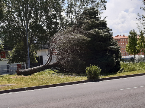 Este árbol lleva caído, sin ser retirado, por lo menos desde diciembre y estamos casi a mediados de mayo. Se encuentra en la mediana frente al centro ocupacional San Francisco y los apartamentos San Fermín.