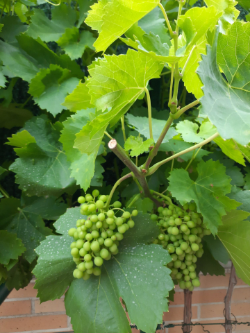 Viñas en Mutilva.