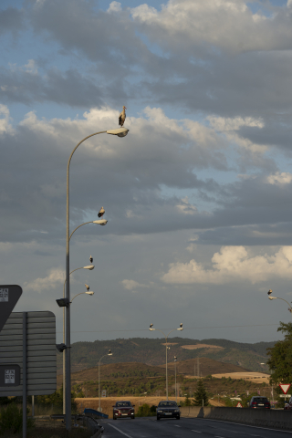 Cigüeñas posadas en farolas de carreteras de la comarca de Pamplona o en las proximidades del aeropuerto