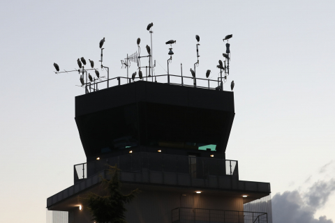 Cigüeñas posadas en farolas de carreteras de la comarca de Pamplona o en las proximidades del aeropuerto