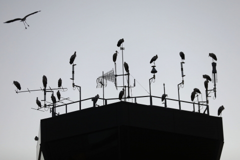 Cigüeñas posadas en farolas de carreteras de la comarca de Pamplona o en las proximidades del aeropuerto