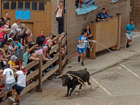 Fotos del toro ensogado de Lodosa