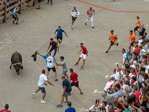 Fotos del toro ensogado de Lodosa
