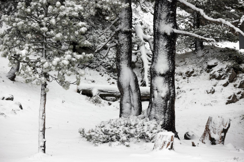 nieve belagua