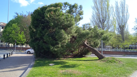 Árbol en la plaza de los Fueros