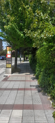 Frente a calle Sadar,12 ¿Cuánto tardará en cerrar el paso la maleza?