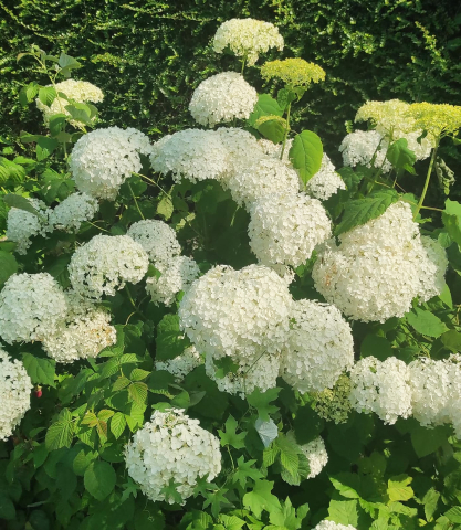 Las hortensias de la abuela. Arbeiza