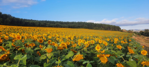 Girasoles en Tajonar. /