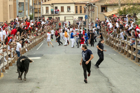 Fotos del sexto y último encierro de las fiestas de Sangüesa.
