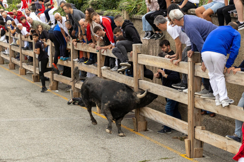 Fotos del sexto y último encierro de las fiestas de Sangüesa.