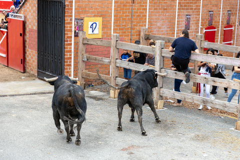 Fotos del sexto y último encierro de las fiestas de Sangüesa.