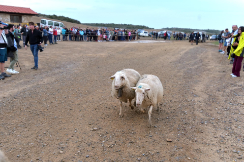 Entrada por El Paso de las Bardenas de las ovejas procedentes del Pirineo en la tradicional trashumancia