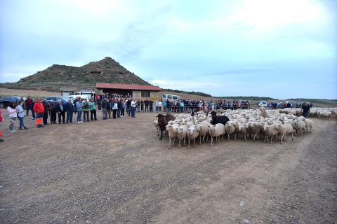 Entrada por El Paso de las Bardenas de las ovejas procedentes del Pirineo en la tradicional trashumancia
