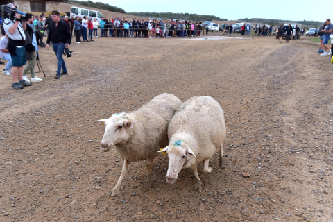 Entrada por El Paso de las Bardenas de las ovejas procedentes del Pirineo en la tradicional trashumancia