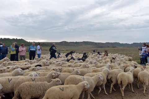 Entrada por El Paso de las Bardenas de las ovejas procedentes del Pirineo en la tradicional trashumancia