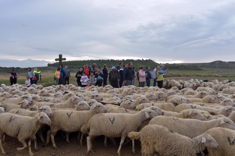 Entrada por El Paso de las Bardenas de las ovejas procedentes del Pirineo en la tradicional trashumancia