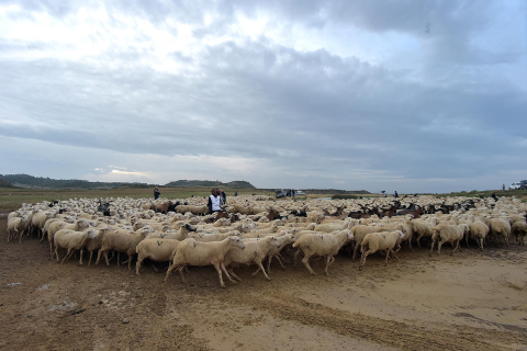 Entrada por El Paso de las Bardenas de las ovejas procedentes del Pirineo en la tradicional trashumancia