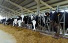 Vacas en la granja de la cooperativa Valle de Odieta