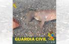 El perro fue rescatado del Canal Imperial por el Seprona