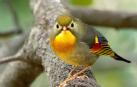 Colorido ejemplar de ruiseñor del Japón (Leiothrix lutea)