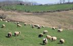 El Gobierno concederá subvenciones a los ganaderos de oveja "latxa"