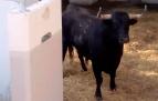 Llegan los primeros astados a los Corrales del Gas para San Fermín